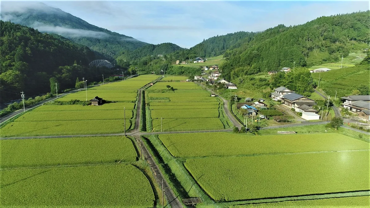 夕暮れの田んぼで散布作業を行うドローン